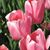Sharon Baer's profile image