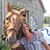 Lisa K. Bailo's profile image