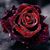 Kelly Smith's profile image