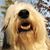 Robert Carswell's profile image