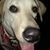 Barkin Barney's profile image