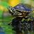 Linda Cox-Townsend's profile image