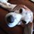 Karen Gramza's profile image
