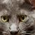 Bryan Billy's profile image