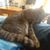 Robert Antonio McMahon's profile image