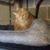 Vivian Cameron's profile image