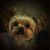 Kelli N Bradley Chapman's profile image