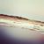 Stacey Recor Wadey's profile image