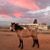 Diamond R Ranch's profile image