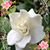 Donnelle Andrews's profile image