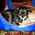 Dawn Scott-Hovey's profile image