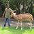 Abhisek Kundu's profile image