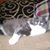 Elicia Cole's profile image