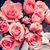 Brianne M. Coyer's profile image
