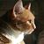 Sharon Callan's profile image