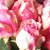 Rose Mary's profile image