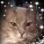 Roxanne Hoffman Ballard's profile image