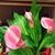 Phoebe Garde's profile image