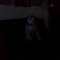 Terr Challis's profile image
