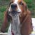 Carol Whitesell's profile image