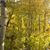 Susan Martin Baumruck's profile image