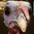 Zane Heflin's profile image