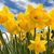 Darlene Warren Doerr's profile image
