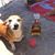 Patricia Harris Rebhan's profile image