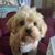 Sherri-Ryan Gallagher's profile image