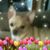Annagale Cottrill Shingleton's profile image