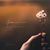 Lisa S Donaldson's profile image