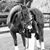 Mollie Zobel Moss's profile image