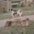 Deborah Brinkworth Atwell's profile image