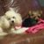 Cheryl Kimble's profile image