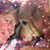 Tina Conkright-Campbell's profile image
