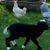 Monica Annessi Frame's profile image