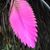 Emma Caroline Lewis's profile image