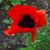 Wendy Erwin's profile image