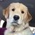 Linda Shea-Alley's profile image
