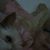 Brenda Rogers's profile image