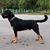 Milu Hd's profile image