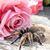 Mindi Thomas's profile image
