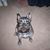 Robin Knockel's profile image