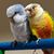 Sarah Scott Strobin's profile image