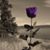 Jackie Ferrara DiAndrea's profile image