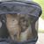 Helen Whitehead's profile image