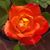 Brandi Renteria's profile image