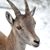 Simon Schneiter's profile image