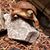 Brenda Rosales's profile image