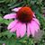 Marianne Sullivan Roan's profile image
